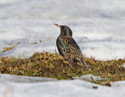 Starling (Sturnus vulgaris)