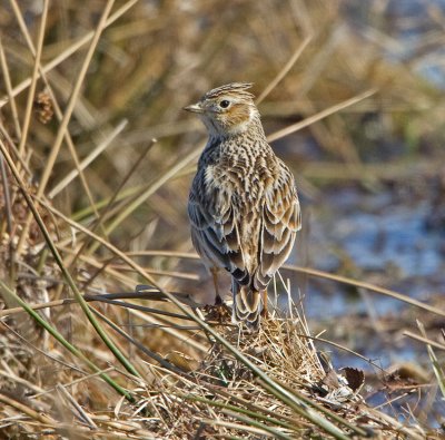 Skylark (Alauda arvensis)