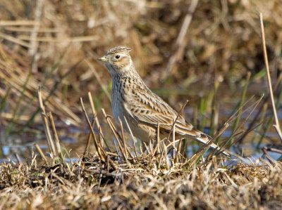 Skylark (Alauda arvensis)