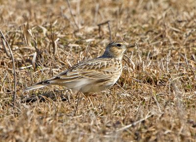 Skylark (Alauda arvensis)