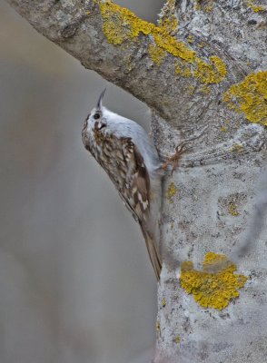 Treecreeper (Certhia familiaris)