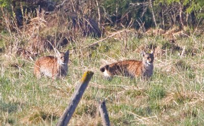 Eurasian Lynx (Lynx lynx)