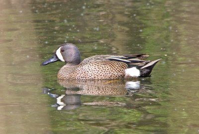 Blue-winged teal (Anas discors)