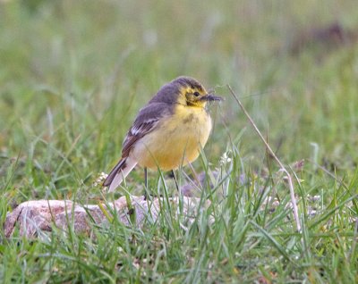 Citrine Waigtail - female (Motacilla citreola)