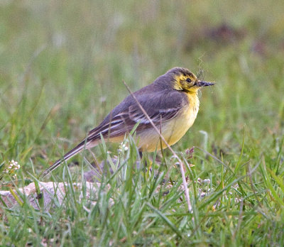 Citrine Waigtail - female (Motacilla citreola)