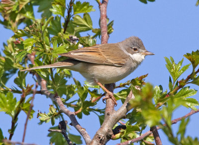 Whitethroate (Sylvia communis)