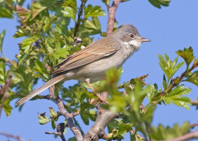 Whitethroate (Sylvia communis)