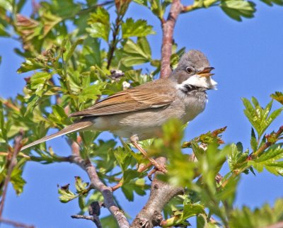 Whitethroate (Sylvia communis)
