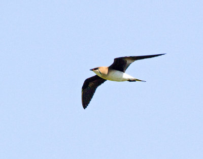 Black-winged Pratincole (Glareola nordmanni)