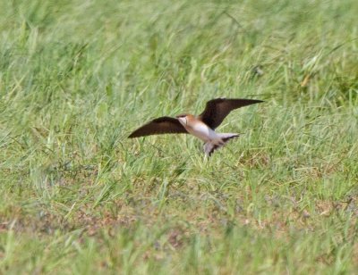 Black-winged Pratincole (Glareola nordmanni)