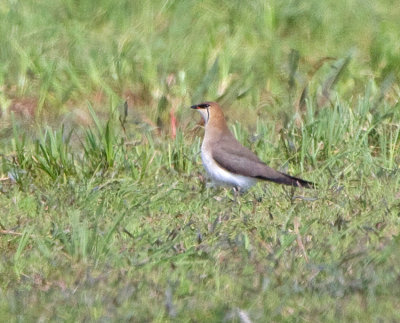Black-winged Pratincole (Glareola nordmanni)