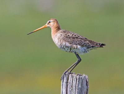 Black-tailed Godwit (Limosa limosa)