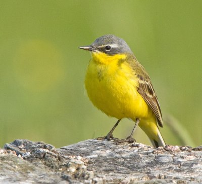 Yellow Wagtail (Motacilla flava flava)