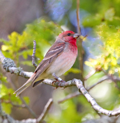 Scarlet Rosefinch (Carpodacus erythrinus)