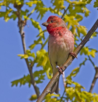 Scarlet Rosefinch (Carpodacus erythrinus)