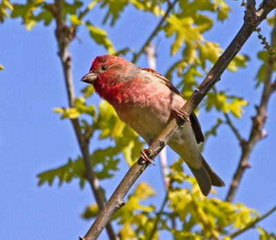 Scarlet Rosefinch (Carpodacus erythrinus)