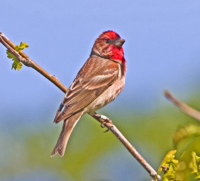 Scarlet Rosefinch (Carpodacus erythrinus)