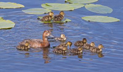 Pochard (Aythya ferina)