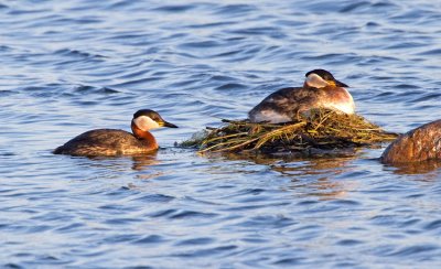 Red-necked Grebe (Podiceps grisegena)