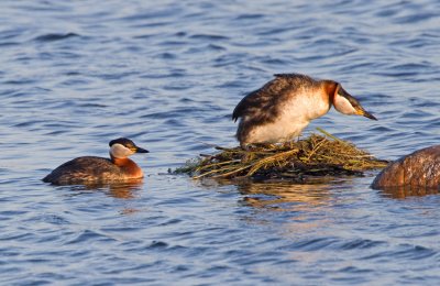 Red-necked Grebe (Podiceps grisegena)