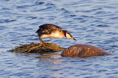 Red-necked Grebe (Podiceps grisegena)