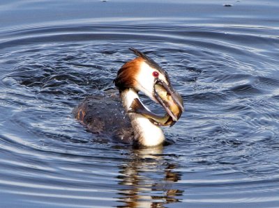 Great Crested Grebe (Podiceps cristatus) 