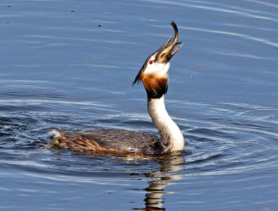 Great Crested Grebe (Podiceps cristatus) 