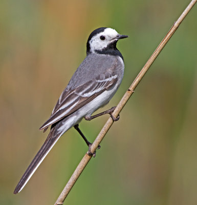 Pied Wagtail (Motacilla alba)