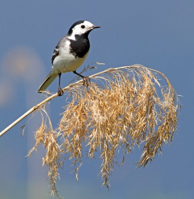 Pied Wagtail (Motacilla alba)