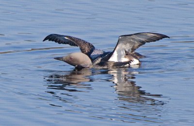 Black-throated Diver (Gavia arctica)