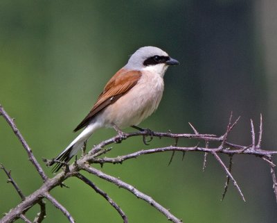Red-backed Shrike (Lanius collurio) 