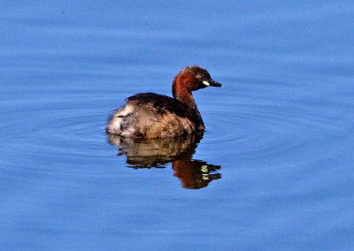 Little Grebe (Tachybaptus ruficollis)