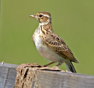 Skylark (Alauda arvensis)
