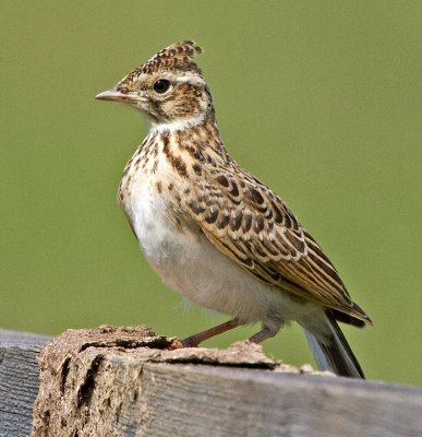 Skylark (Alauda arvensis)