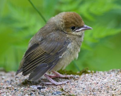 Blackcap (Sylvia atricapilla)