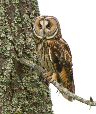 Long-eared owl (Asio otus)