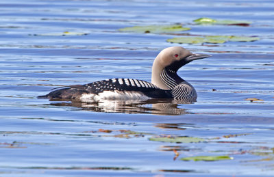 Black-throated Diver (Gavia arctica)