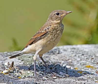Wheatear (Oenanthe oenanthe)