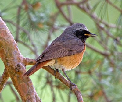 Redstart (Phoenicurus phoenicurus)