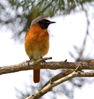 Redstart (Phoenicurus phoenicurus)