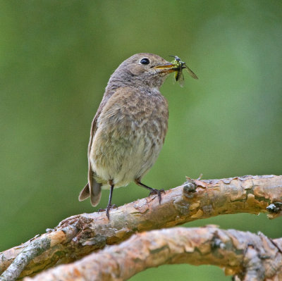 Redstart - female (Phoenicurus phoenicurus)