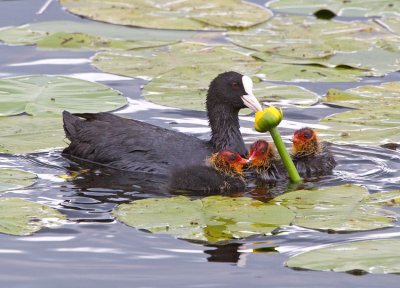 Coot (Fulica atra)