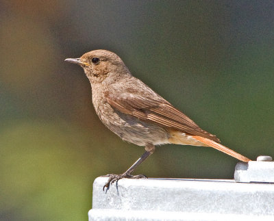 Black Redstart -female (Phoenicurus ochruros)