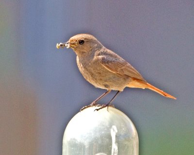 Black Redstart -female (Phoenicurus ochruros)