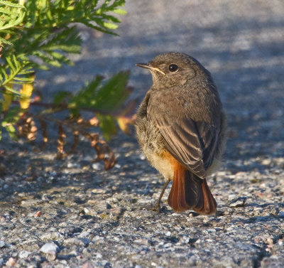 Black Redstart (Phoenicurus ochruros)