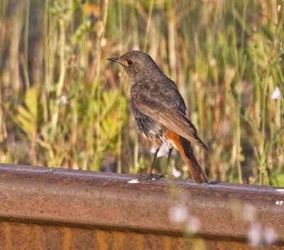 Black Redstart (Phoenicurus ochruros)
