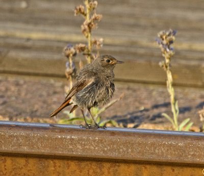 Black Redstart (Phoenicurus ochruros)
