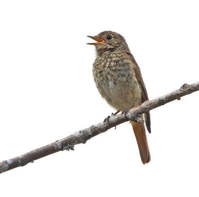 Redstart (Phoenicurus phoenicurus)