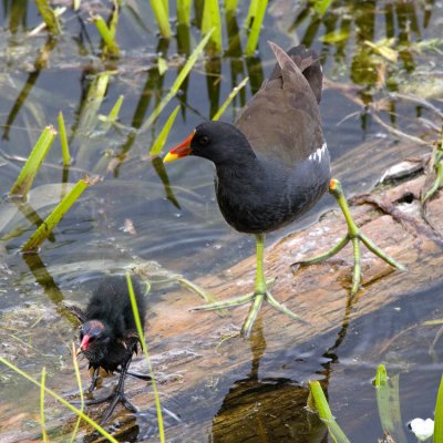 Moorhen (Gallinula chloropus)