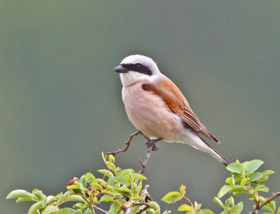 Red-backed Shrike (Lanius collurio) 